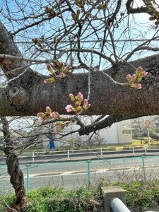 間もなく開花しそうな玉串川沿いのソメイヨシノ桜
