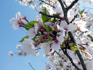 ���դ�������Ϥ᤿���β�4/4����