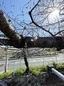 ���ڤ�¦�ޤ���餭�Ϥ᤿���ᥤ�襷�κ�