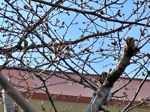 八尾市立北山本小学校のソメイヨシノ桜2025-3-26