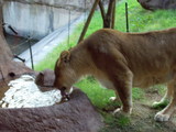 水を飲む天王寺動物園の雌ライオン