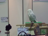 販売されていたフクロウと猛禽類
