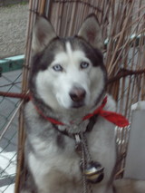 ����������ǥ�