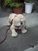 クマゼミを見つめるレディ子