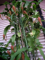 ����ͤ��UP2