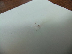 絡まりあったススキの種2