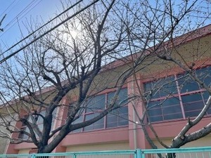 北山本小学校体育館横の桜の木2025-3-26