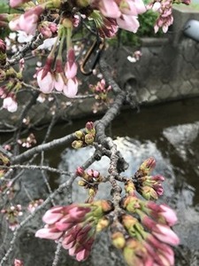 玉串川の上にあるソメイヨシノ桜の蕾2019年