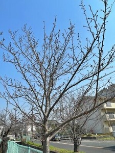 玉串川沿いの桜の若木2025-3-26
