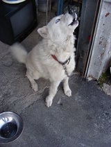 ���������α��ʤ�