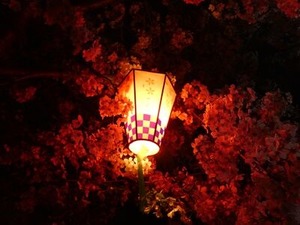 玉串川沿いの夜桜7