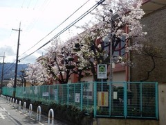 八尾市立北山本小学校の桜20160405