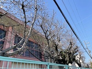 開花が進む北山本小学校のソメイヨシノ桜（3/20）