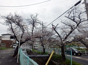 3/24ī�ζ̶���褤�κ��θ��ڤγ��֤��ͻ�