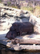 ひなたぼっこするカバさん