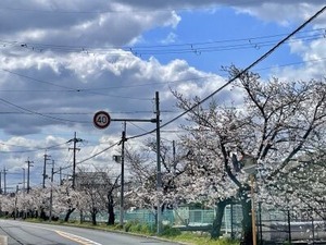 満開に近くなった玉串川沿いの桜並木