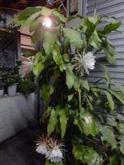 月下美人の花たち