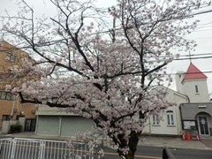 20160401福万寺付近の桜