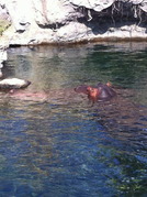 プールに潜ったカバさん