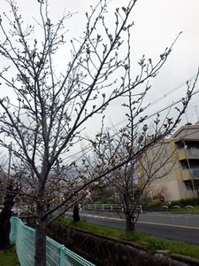 3/24�����ζ̶���褤�κ��μ��ڤ��ͻ�