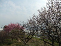 咲き始めた白梅の古木