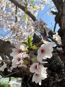 散り始めたソメイヨシノ桜と若葉2