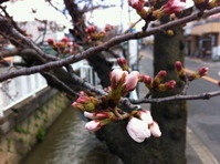 開花間近の玉串川沿いのソメイヨシノ