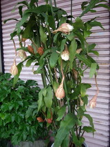 ����ͤβ�2