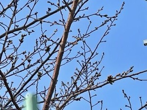 膨らみ始めたみどり清朋高校のソメイヨシノ桜2025-03-26