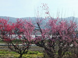 桃色の梅と紅梅の古木