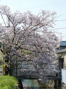 �̻��ܥХ���᤯�ζ̶���褤�κ�4/4