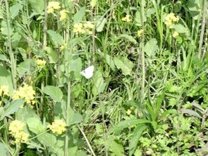 ������κڤβ֤ȥ�󥷥����祦