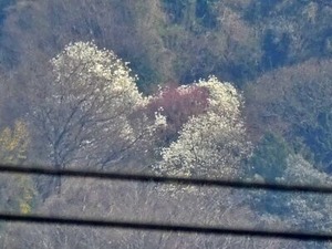 高安山中腹の山桜2025-03-26