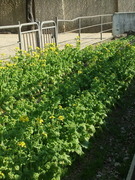 動物園で咲き出した菜の花