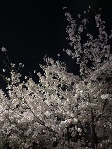 玉串川沿いの夜桜5