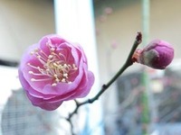 柳瀬製作所の梅の花