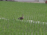 6/13ī�Υ��륬��