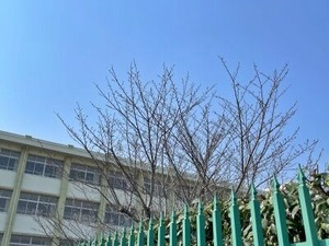 府立みどり清朋高校の桜2025-03-26
