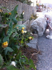 タンポポの花