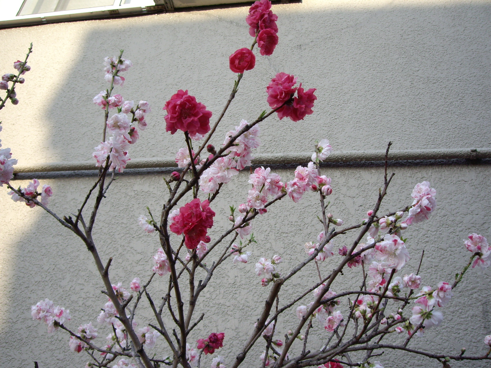 赤 白 ミックス 綺麗な花が咲きました ご近所の植木 大阪 河内情報についてのお話です