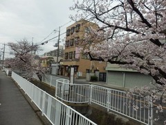 20160401福万寺から北側の桜