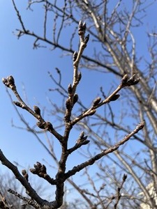 �ֲ�ˤ�ʤäƤ��ʤ���