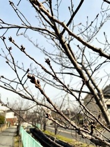 2023年3月9日玉串川沿いの桜の若木の花芽
