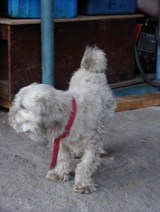 ���Ӥ���