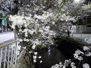 北山本交番近くの夜桜