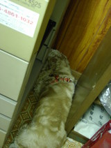 ���ԡ����β��򷡤�3