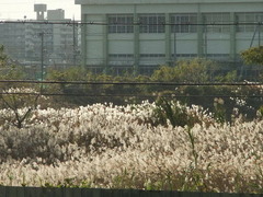 強風に揺れるススキの群生