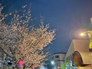 幼稚園前のソメイヨシノ桜の夜桜
