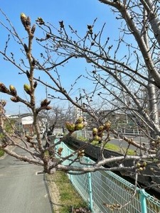 玉串川沿いの若いソメイヨシノ桜2025-3-26