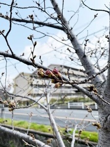 3/24午前のソメイヨシノ桜の若木の蕾